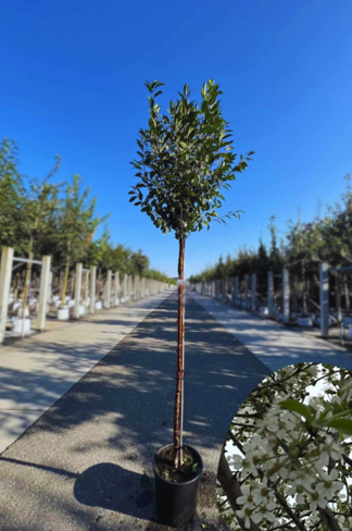 Kugelkirsche 'Globosa' | Prunus serrula 'Globosa' Kugelkirsche 'Globosa' | Prunus serrula 'Globosa'