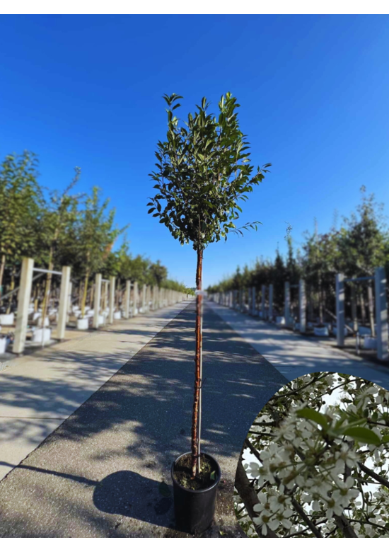 Kugelkirsche 'Globosa' | Prunus serrula 'Globosa'