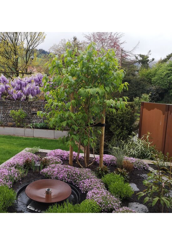 Sieben-Söhne-des-Himmels-Strauch - mehrstämmig | Heptacodium miconioides