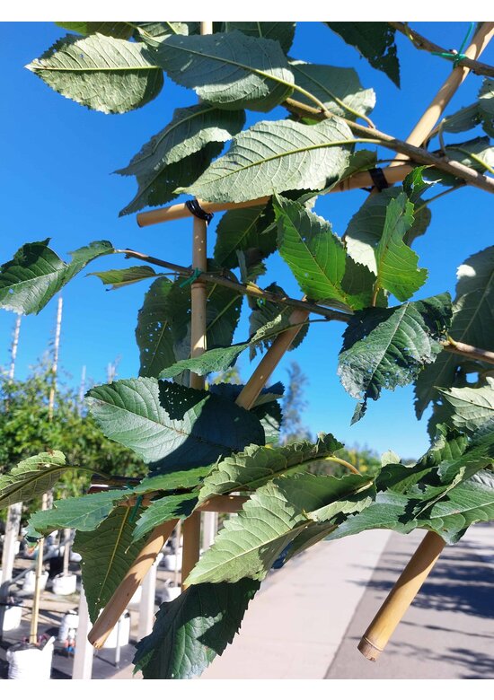 Süßkirsche 'Stella' - Spalierbaum | Prunus avium 'Stella'