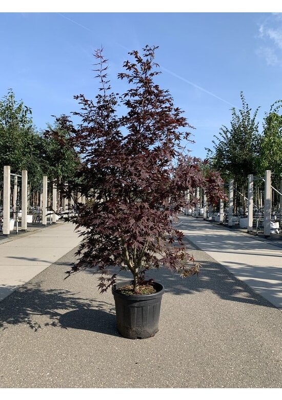 Fächerahorn mehrstämmig | Acer palmatum 'Twombly's Red Sentinel'