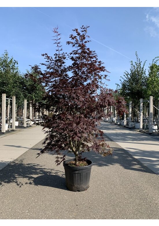 Acer palmatum 'Twombly's Red Sentinel' Acer palmatum 'Twombly's Red Sentinel'