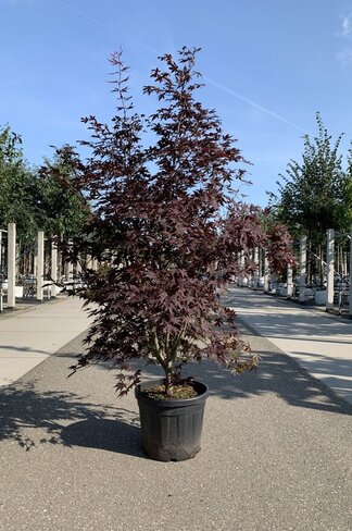 Fächerahorn  mehrstämmig | Acer palmatum 'Skeeters Broom'