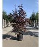Acer palmatum 'Skeeters Broom'