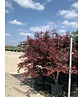 Acer palmatum 'Skeeters Broom'