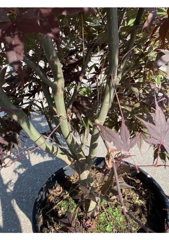 Fächerahorn  mehrstämmig | Acer palmatum 'Skeeters Broom'