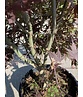 Fächerahorn  mehrstämmig | Acer palmatum 'Skeeters Broom'