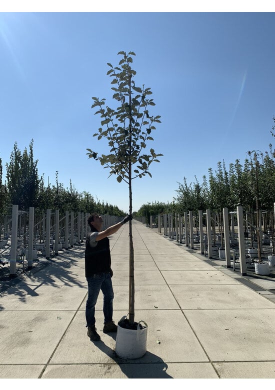 Schwedische Mehlbeere | Sorbus intermedia 'Brouwers'