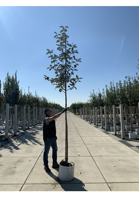 Schwedische Mehlbeere | Sorbus intermedia 'Brouwers' Schwedische Mehlbeere | Sorbus intermedia 'Brouwers'