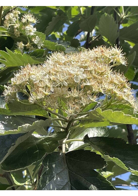 Schwedische Mehlbeere | Sorbus intermedia 'Brouwers'