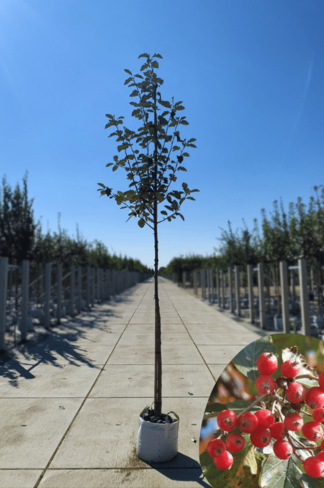 Schwedische Mehlbeere | Sorbus intermedia 'Brouwers'