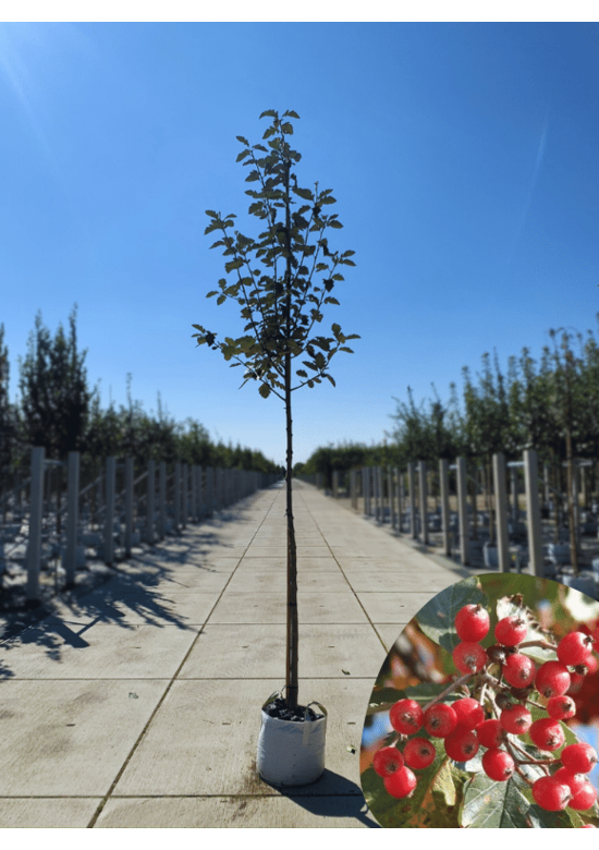 Schwedische Mehlbeere | Sorbus intermedia 'Brouwers'