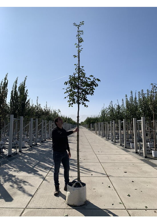Blumenesche 'Louisa Lady' | Fraxinus ornus 'Louisa Lady'