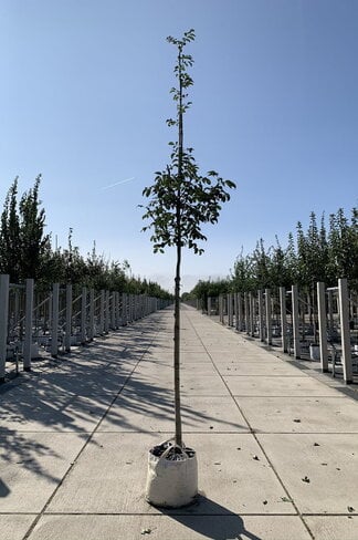 Blumenesche 'Louisa Lady' | Fraxinus ornus 'Louisa Lady'