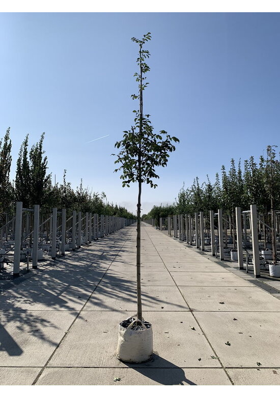 Blumenesche 'Louisa Lady' | Fraxinus ornus 'Louisa Lady'