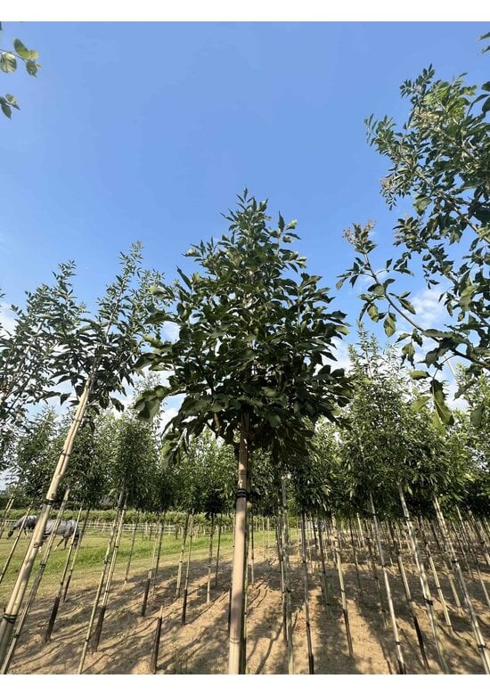 Blumenesche 'Louisa Lady' | Fraxinus ornus 'Louisa Lady'