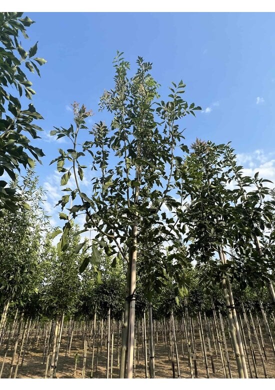 Blumenesche 'Louisa Lady' | Fraxinus ornus 'Louisa Lady'