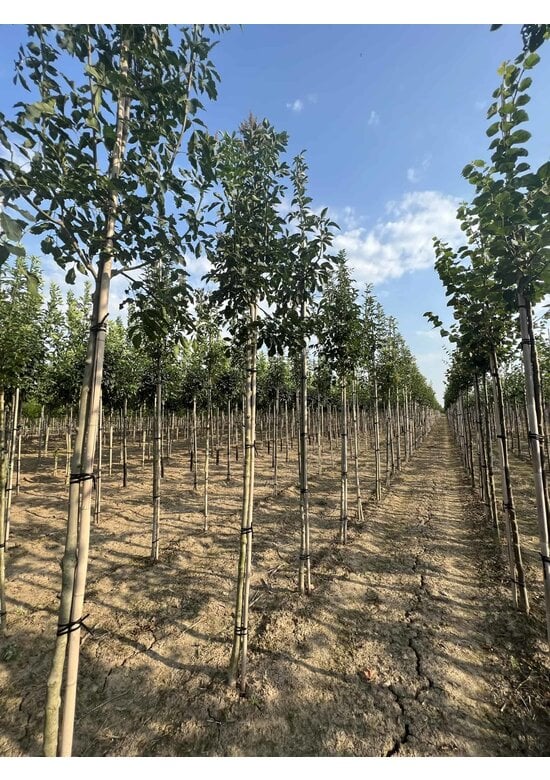 Blumenesche 'Louisa Lady' | Fraxinus ornus 'Louisa Lady'