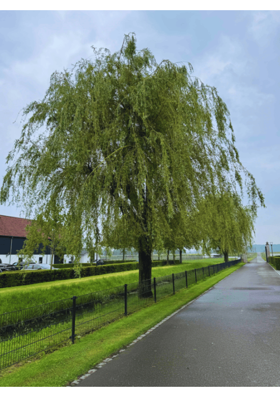 Trauerweide  | Salix sepulcralis 'Chrysocoma'