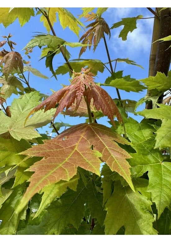 Herbstflammenahorn 'Autumn Blaze' | Acer freemanii 'Autumn Blaze'