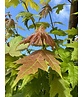 Herbst-Flammen-Ahorn | Acer freemanii 'Autumn Blaze'