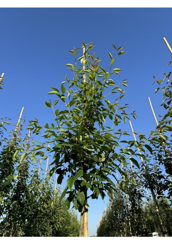 Felsenbirne 'Robin Hill' - Schnee Felsenbirne | Amelanchier arborea 'Robin Hill'