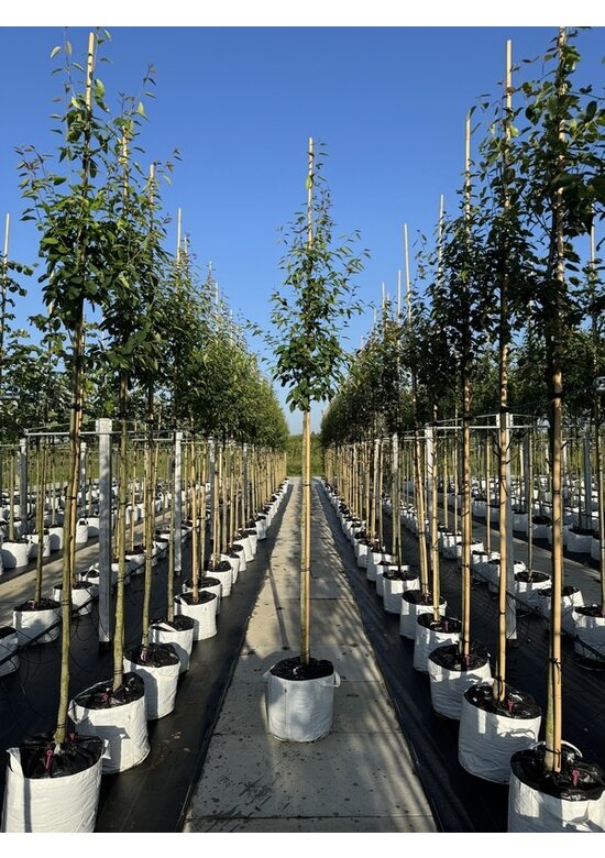 Felsenbirne 'Robin Hill' - Schnee Felsenbirne | Amelanchier arborea 'Robin Hill'