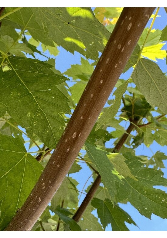 Herbstflammenahorn 'Autumn Blaze' | Acer freemanii 'Autumn Blaze'