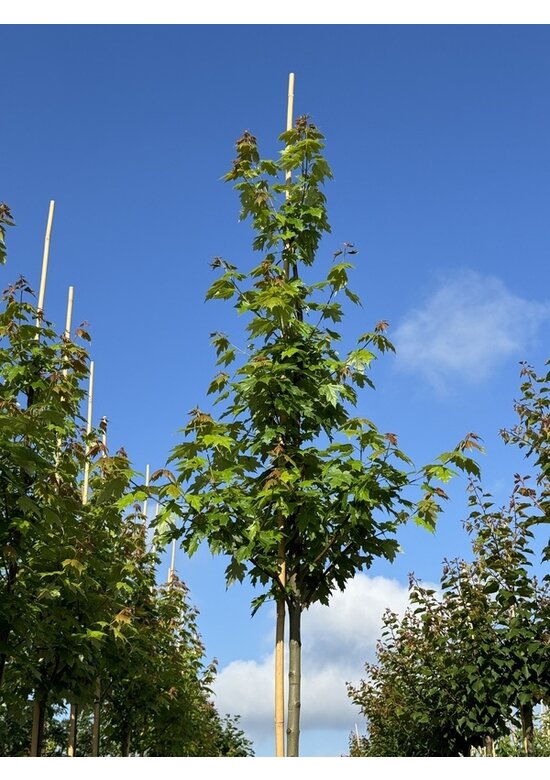 Herbstflammenahorn 'Autumn Blaze' | Acer freemanii 'Autumn Blaze'