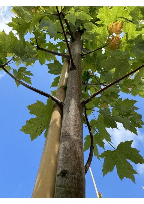 Herbstflammenahorn 'Autumn Blaze' | Acer freemanii 'Autumn Blaze'