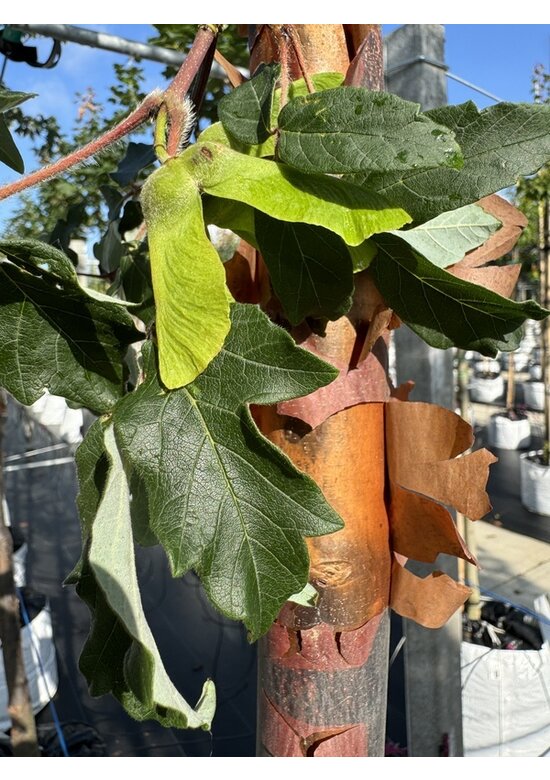 Zimt-Ahorn | Acer griseum Zimt-Ahorn | Acer griseum