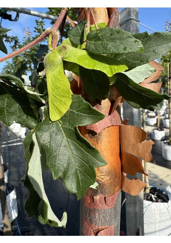 Zimt-Ahorn | Acer griseum