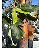 Zimt-Ahorn | Acer griseum Zimt-Ahorn | Acer griseum