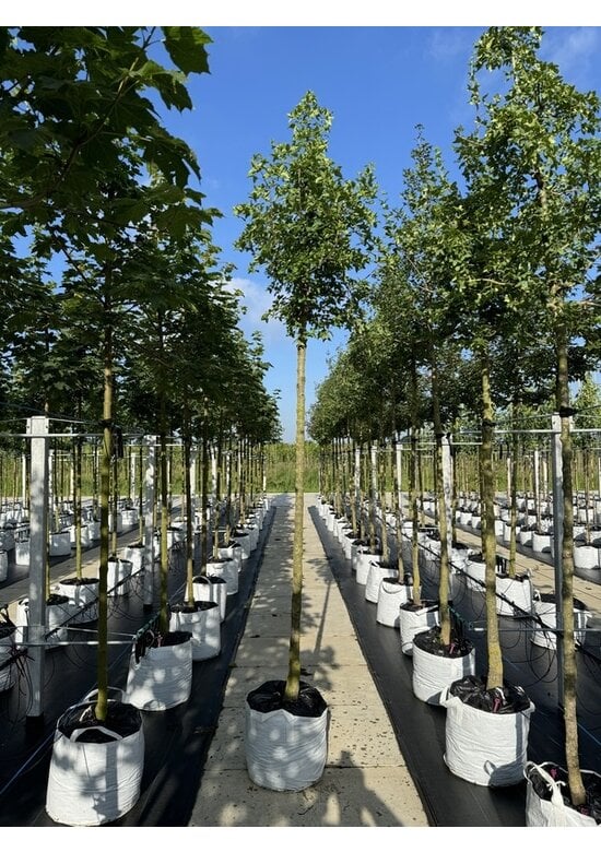 Französischer Ahorn - Dreilappiger Ahorn - Burgen-Ahorn | Acer monspessulanum