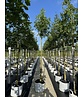 Französischer Ahorn - Dreilappiger Ahorn - Burgen-Ahorn | Acer monspessulanum