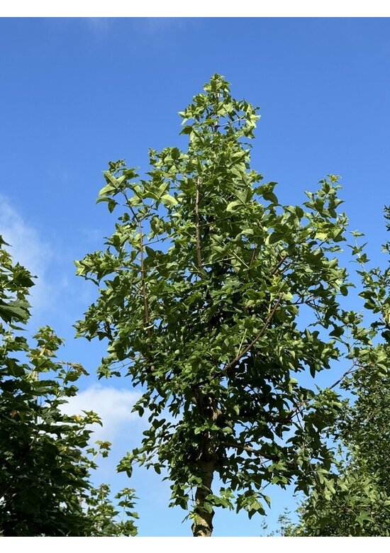 Französischer Ahorn - Dreilappiger Ahorn - Burgen-Ahorn | Acer monspessulanum