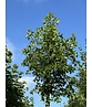 Französischer Ahorn - Dreilappiger Ahorn - Burgen-Ahorn | Acer monspessulanum