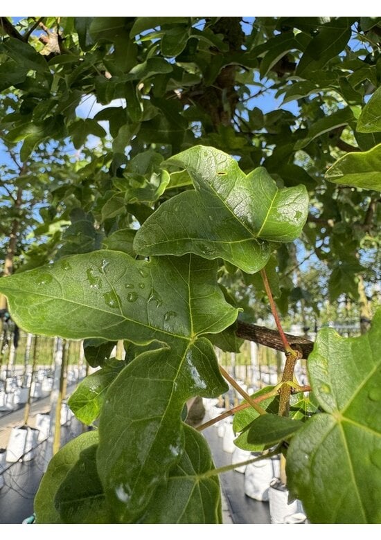 Französischer Ahorn - Dreilappiger Ahorn - Burgen-Ahorn | Acer monspessulanum