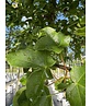 Französischer Ahorn - Dreilappiger Ahorn - Burgen-Ahorn | Acer monspessulanum