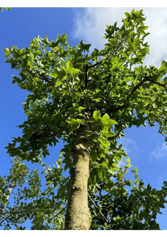 Französischer Ahorn - Dreilappiger Ahorn - Burgen-Ahorn | Acer monspessulanum