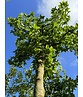 Französischer Ahorn - Dreilappiger Ahorn - Burgen-Ahorn | Acer monspessulanum