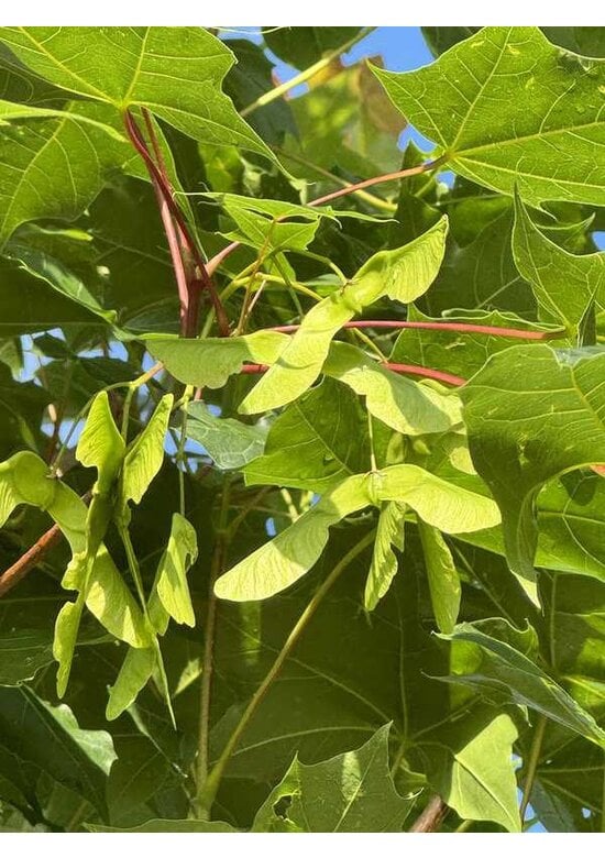 Chinesischer Spitzahorn 'Norwegian Sunset' | Acer truncatum 'Norwegian Sunset'