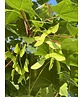 Spitzahorn 'Norwegian Sunset' | Acer platanoides 'Norwegian Sunset'