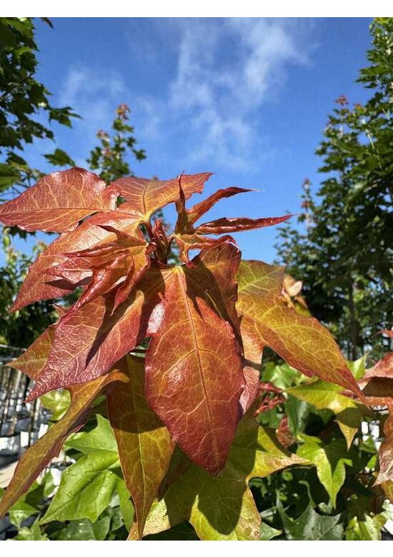 Spitzahorn 'Norwegian Sunset' | Acer platanoides 'Norwegian Sunset'