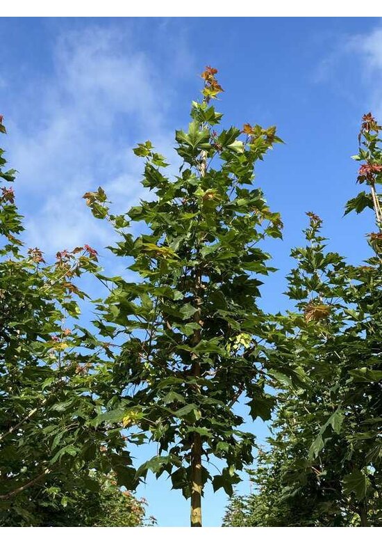 Chinesischer Spitzahorn 'Norwegian Sunset' | Acer truncatum 'Norwegian Sunset'