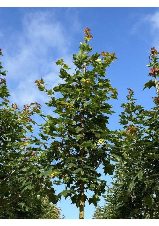 Spitzahorn 'Norwegian Sunset' | Acer platanoides 'Norwegian Sunset'
