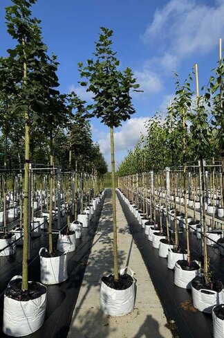 Schneeballblättriger Ahorn | Acer opalus