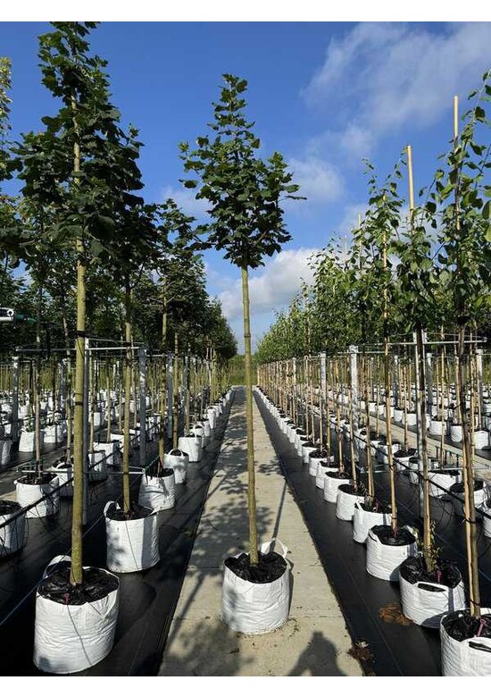 Schneeball Ahorn | Acer opalus