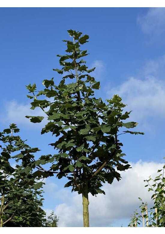 Schneeball Ahorn | Acer opalus