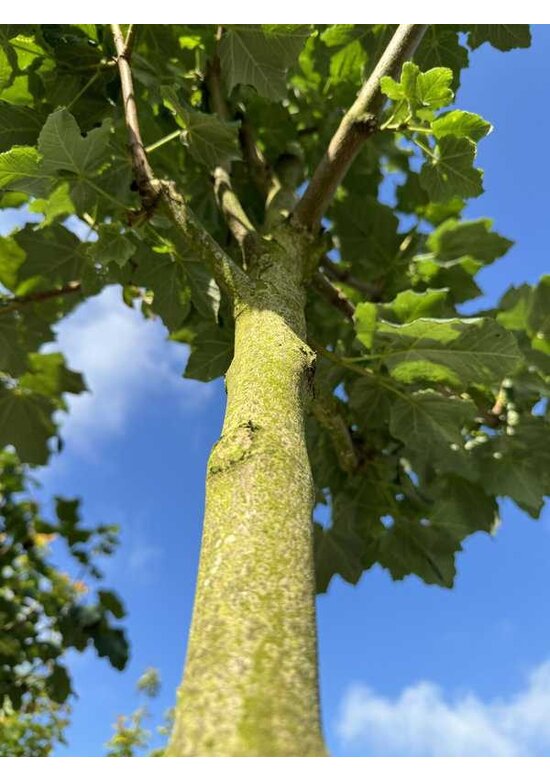 Schneeball Ahorn | Acer opalus Schneeball Ahorn | Acer opalus